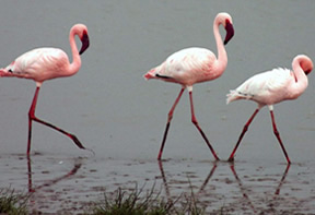 Birding Tours Uganda