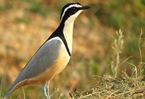 Bird watching Uganda