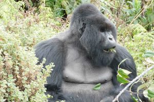 gorilla trekking at volcanoes