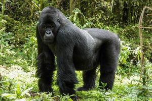 Gorillas at Uganda & Rwanda