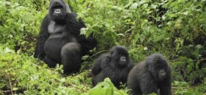 Gorillas at Volcanoes National Park