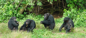 Gorillas at volcanoes national Park- Rwanda safaris