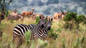 The famous zebras at Masai Mara