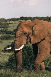 the famous elephant at Masai Mara