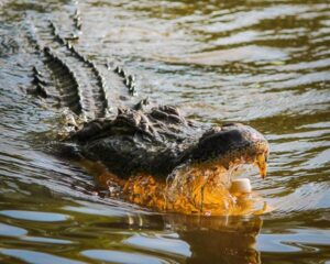 crocodile in River Mara