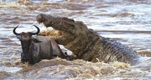 crocodile at River Mara -great migration flow