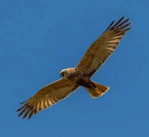 Birdwatching at Masai MARA