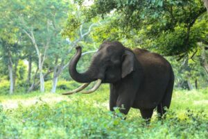 Elephant in kenya