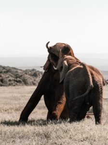 elephant at masai mara