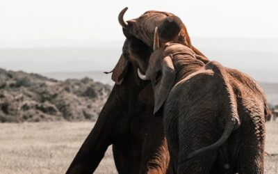 Elephants at Mountain Kenya National Park