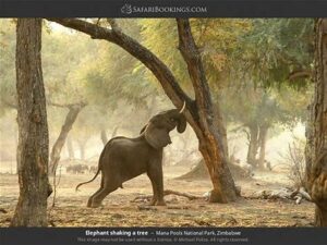 elephant at Tsavo National Park