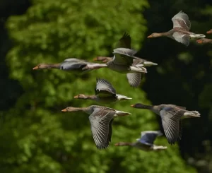 flocks of birds