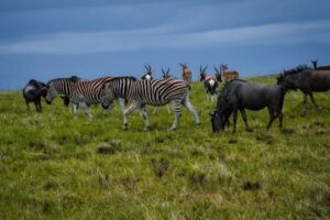 zebra and antramp