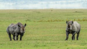 Rhinos at Masai mara