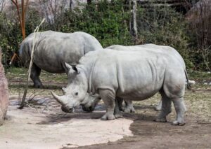 rhinos at Masai Mara 