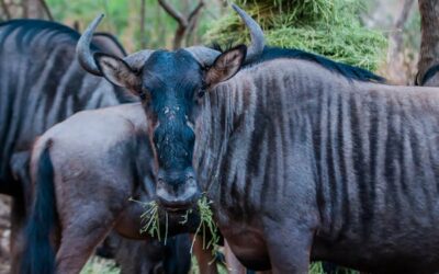 Wildebeest - When to visit Serengeti