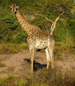 Giraffe at Masai Mara 