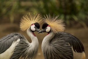 crested cranes