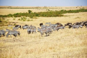 herds of zebra