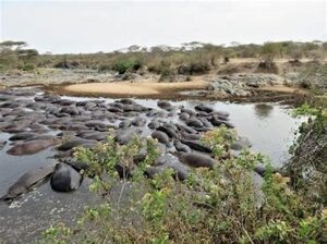 hippos at Nairobi National Park