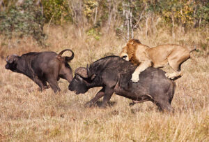 Lion Hunt in Tanzania- Migration and gorilla