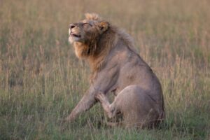 Lion at masa mara