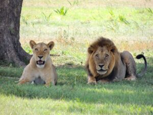 Lion in africa