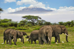 Masai Mara Vs Seregeti