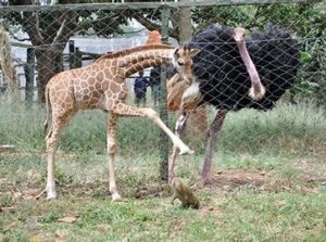 Animal Orphanage at Nairobi National Park