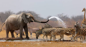 wild beast in serengeti