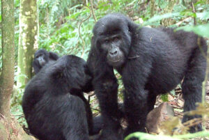 Migration and gorillas in Rwanda & Uganda