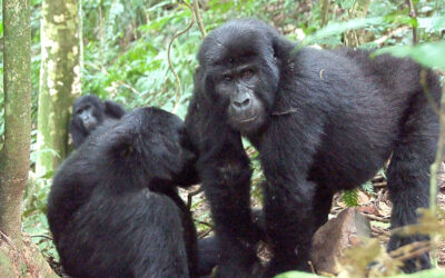 Migration and gorillas in Rwanda & Uganda