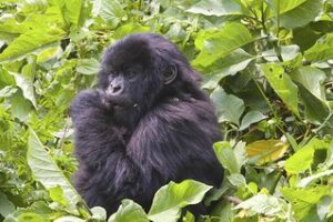 Gorillas trekking at Volcanoes National Park 