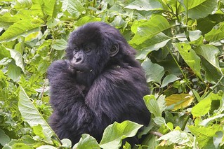 Gorillas at Volcanoes National Park