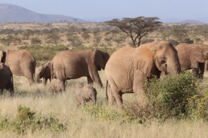 Elephant - Tanzania safari