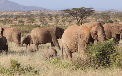 Elephant - Tanzania safari