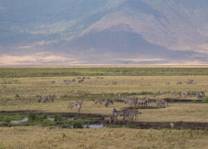 Ngorongoro crater