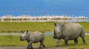 Wildlife Viewing at Nakuru National Park