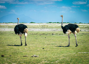 birds at Serengeti NP in Tanzania