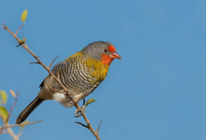 Unique bird at Kruger National Park