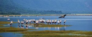 Birds at Lake Manyara National Park