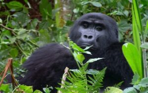 blackback-Gorilla in Rwanda