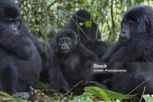 Bwindi gorilla trekking