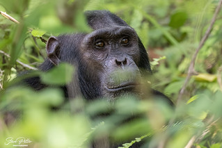 Chimpanzee at Gombe National Park