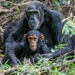 Chimpanzee - Tanzania safari