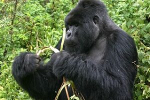 A mother and infant at Volcanoes - gorilla trekking