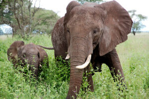 Elephant - Lake Manyara National Park