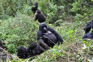 A mother gorilla with infant - gorilla