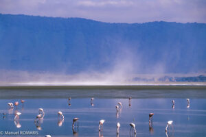 Flamingoes, Ngorongoro National Park