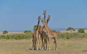 Giraffe - Kilimanjaro National Park